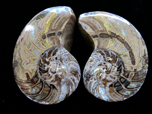 Madagascar Nautilus Pair #53