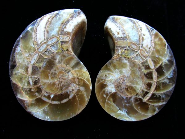 Madagascar Nautilus Pair #54