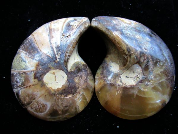 Madagascar Nautilus Pair #54 - Image 2