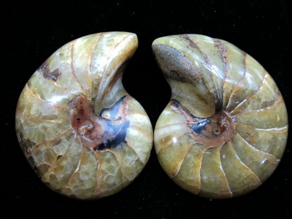 Madagascar Nautilus Pair #55 - Image 2