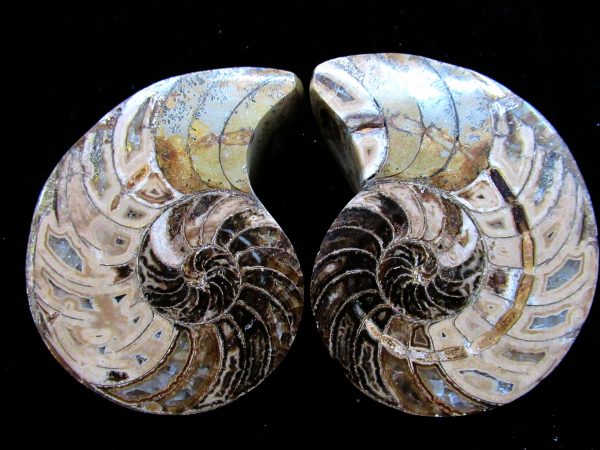 Madagascar Nautilus Pair #56