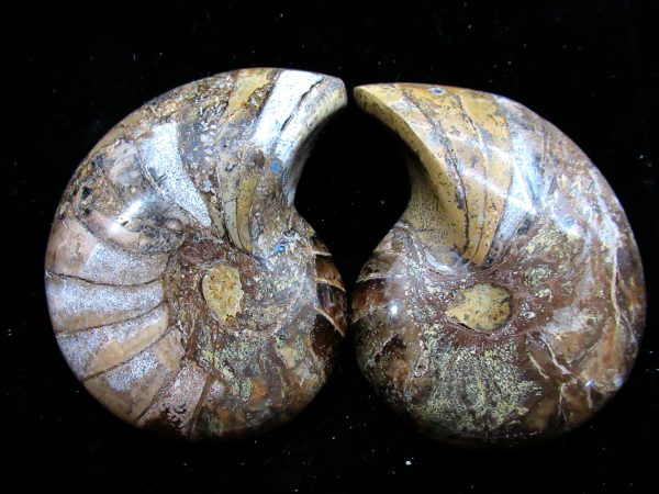 Madagascar Nautilus Pair #56 - Image 2