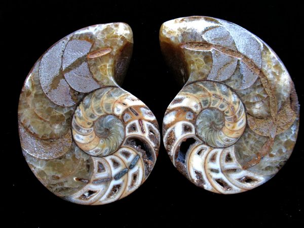 Madagascar Nautilus Pair #57