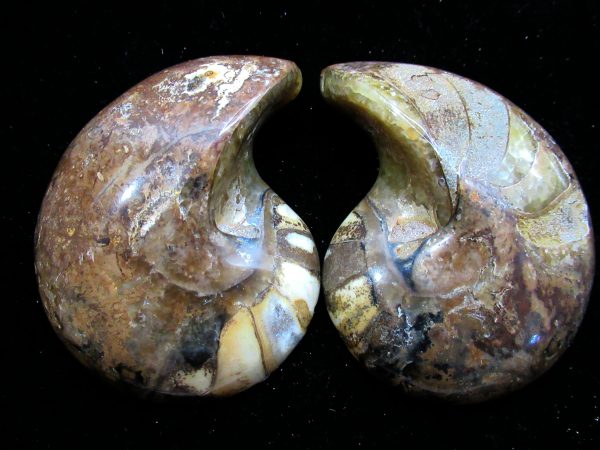 Madagascar Nautilus Pair #57 - Image 2