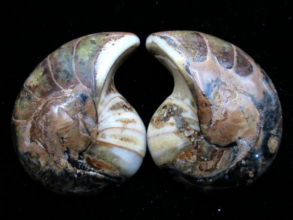 Madagascar Nautilus Pair #58 - Image 2