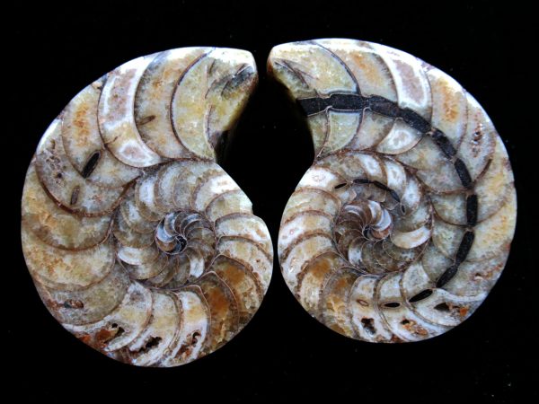 Madagascar Nautilus Pair #59