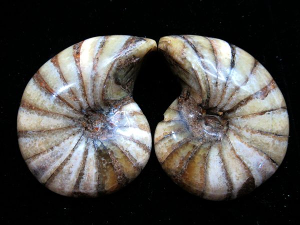 Madagascar Nautilus Pair #59 - Image 2