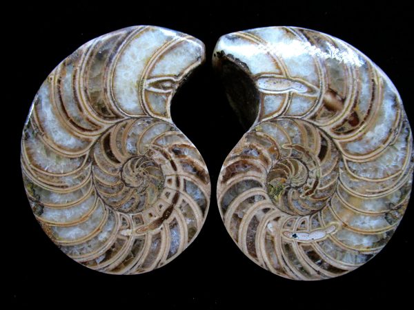 Madagascar Nautilus Pair #60