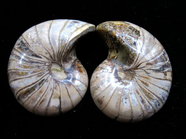 Madagascar Nautilus Pair #60 - Image 2