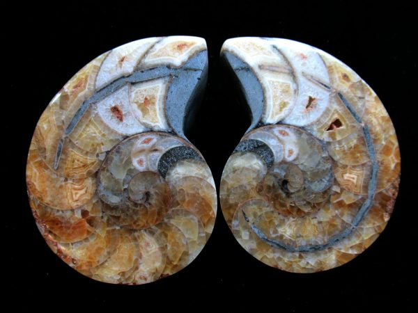 Madagascar Nautilus Pair #61