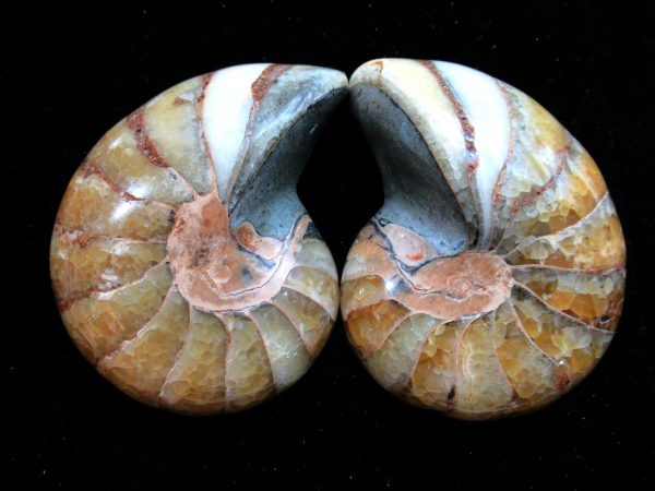 Madagascar Nautilus Pair #61 - Image 2