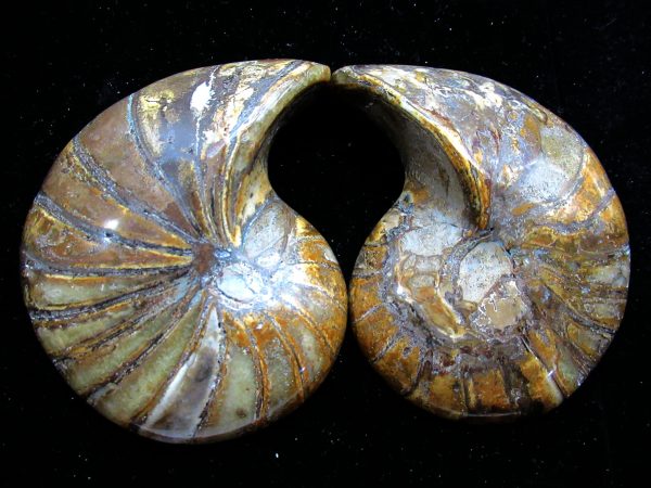 Madagascar Nautilus Pair #62 - Image 2