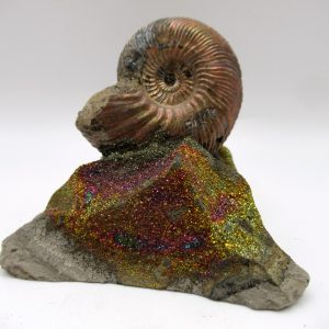 Genuine Jurassic Age Quenstedtoceras Ammonite Fossils For Sale From Russia #12