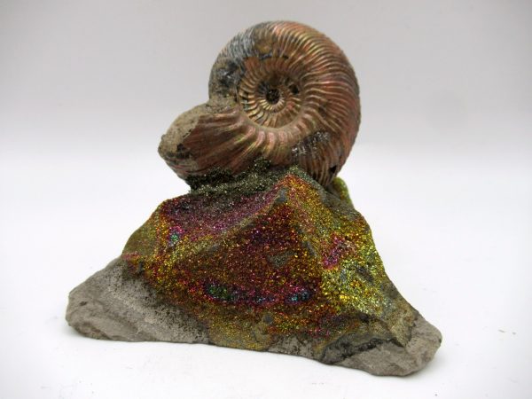 Genuine Jurassic Age Quenstedtoceras Ammonite Fossils For Sale From Russia #12