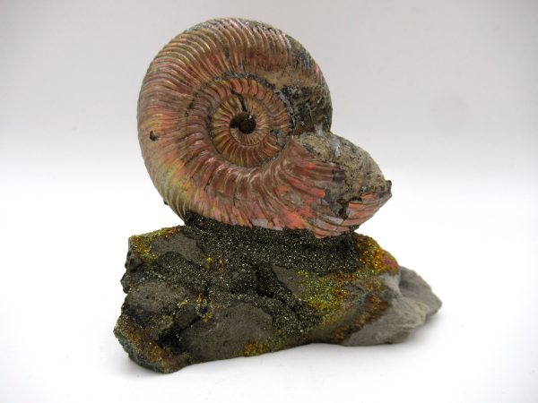 Genuine Jurassic Age Quenstedtoceras Ammonite Fossils For Sale From Russia #12b