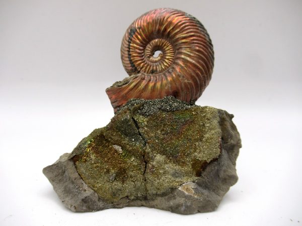 Genuine Jurassic Age Quenstedtoceras Ammonite Fossils For Sale From Russia #17