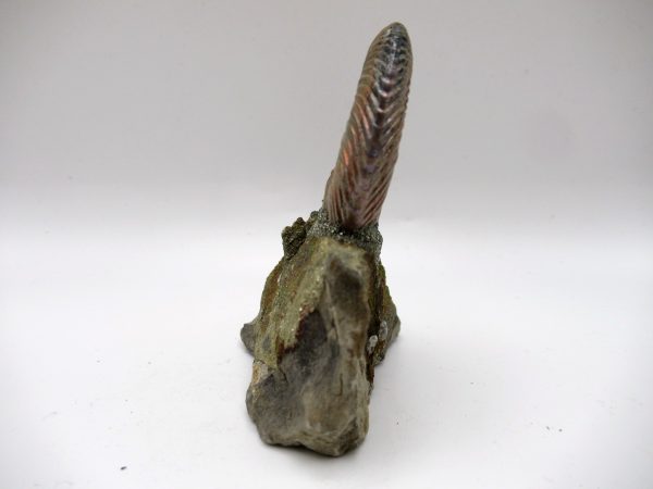 Genuine Jurassic Age Quenstedtoceras Ammonite Fossils For Sale From Russia #17a