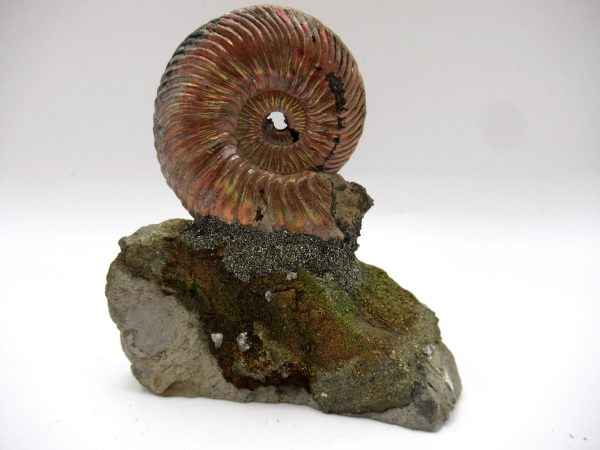Genuine Jurassic Age Quenstedtoceras Ammonite Fossils For Sale From Russia #17b