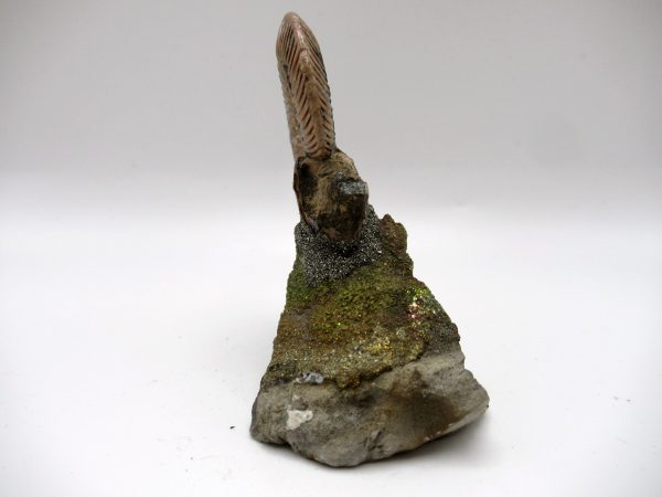 Genuine Jurassic Age Quenstedtoceras Ammonite Fossils For Sale From Russia #17c