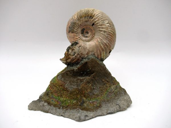 Genuine Jurassic Age Quenstedtoceras Ammonite Fossils For Sale From Russia #18