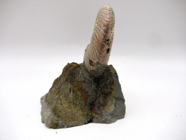 Genuine Jurassic Age Quenstedtoceras Ammonite Fossils For Sale From Russia #18a