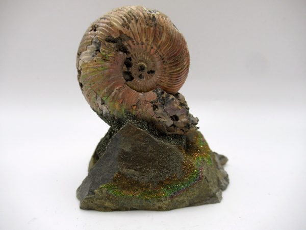 Genuine Jurassic Age Quenstedtoceras Ammonite Fossils For Sale From Russia #18b