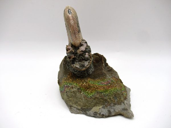 Genuine Jurassic Age Quenstedtoceras Ammonite Fossils For Sale From Russia #18c