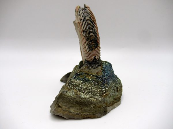 Genuine Jurassic Age Quenstedtoceras Ammonite Fossils For Sale From Russia #1a