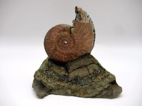 Genuine Jurassic Age Quenstedtoceras Ammonite Fossils For Sale From Russia #1b