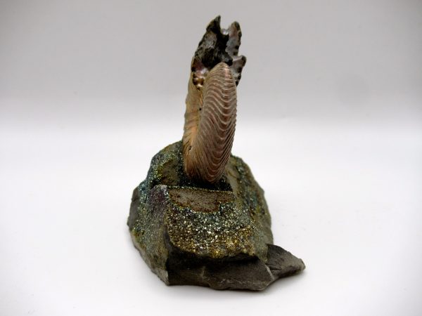 Genuine Jurassic Age Quenstedtoceras Ammonite Fossils For Sale From Russia #1c