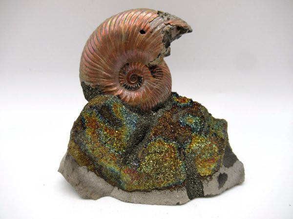 Genuine Jurassic Age Quenstedtoceras Ammonite Fossils For Sale From Russia #20