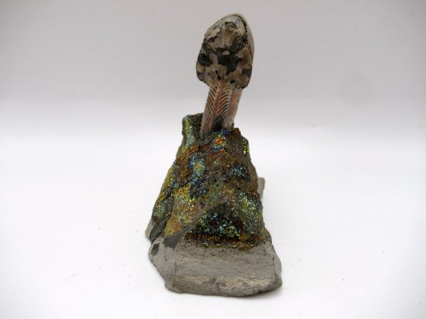 Genuine Jurassic Age Quenstedtoceras Ammonite Fossils For Sale From Russia #20a
