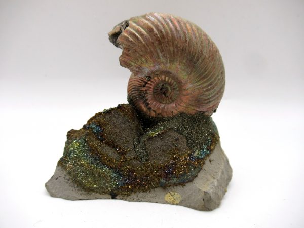 Genuine Jurassic Age Quenstedtoceras Ammonite Fossils For Sale From Russia #20b