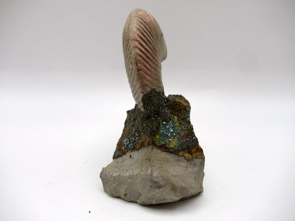 Genuine Jurassic Age Quenstedtoceras Ammonite Fossils For Sale From Russia #20c