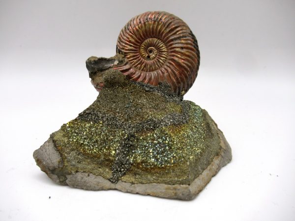 Genuine Jurassic Age Quenstedtoceras Ammonite Fossils For Sale From Russia #23