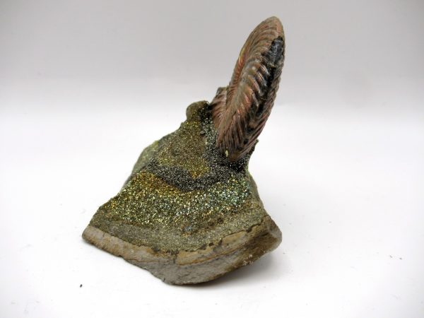 Genuine Jurassic Age Quenstedtoceras Ammonite Fossils For Sale From Russia #23a