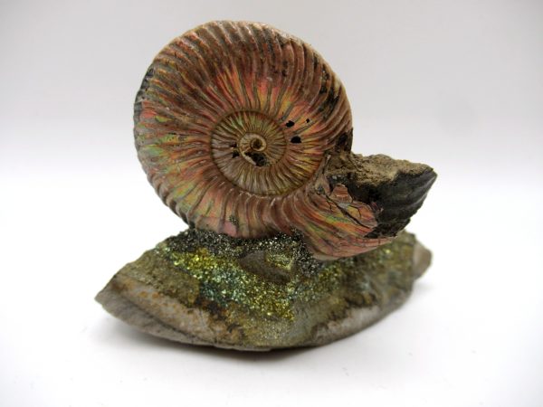 Genuine Jurassic Age Quenstedtoceras Ammonite Fossils For Sale From Russia #23b