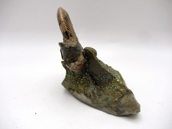 Genuine Jurassic Age Quenstedtoceras Ammonite Fossils For Sale From Russia #23c