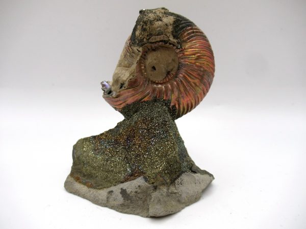Genuine Jurassic Age Quenstedtoceras Ammonite Fossils For Sale From Russia #24b