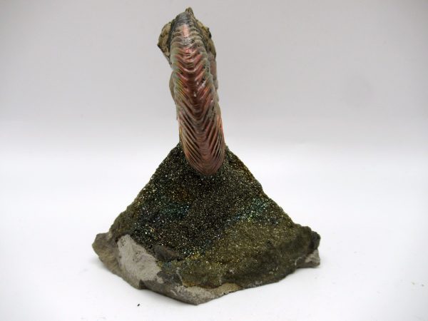 Genuine Jurassic Age Quenstedtoceras Ammonite Fossils For Sale From Russia #24c