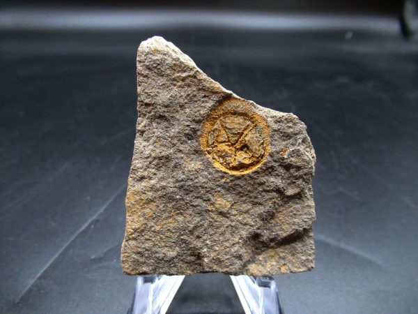 Edrioasteroid North Africa Echinoderm #22