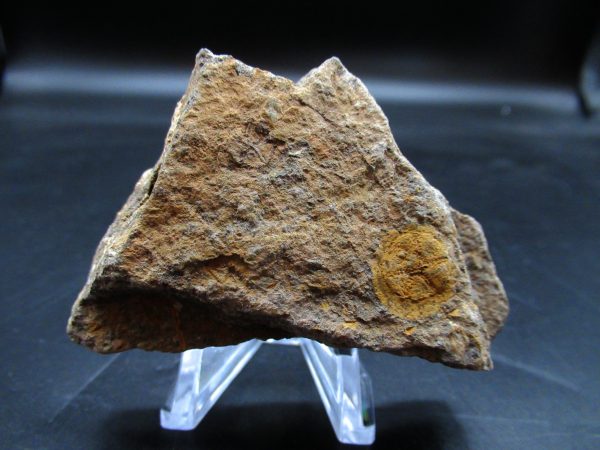 Edrioasteroid North Africa Echinoderm #24