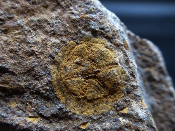 Edrioasteroid North Africa Echinoderm #24 - Image 2