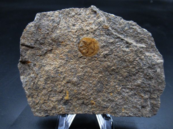 Edrioasteroid North Africa Echinoderm #25