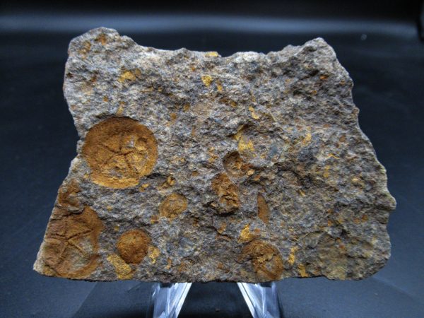 Edrioasteroid North Africa Echinoderm #26