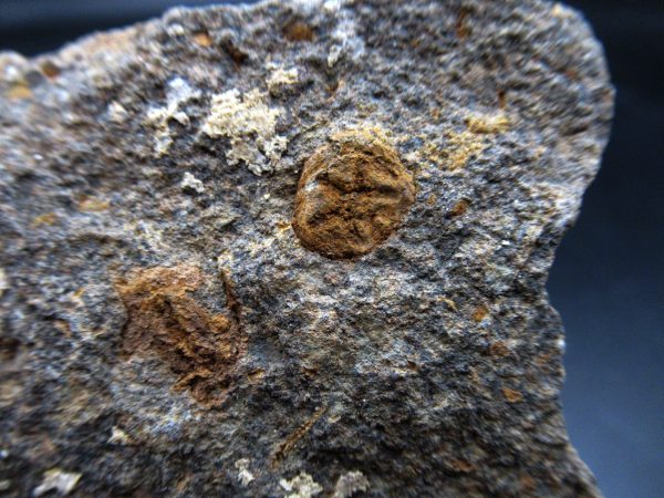 Edrioasteroid North Africa Echinoderm #26 - Image 3