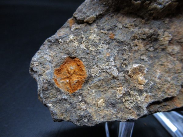 Edrioasteroid North Africa Echinoderm #27 - Image 2