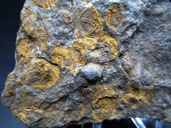 Edrioasteroid North Africa Echinoderm #27 - Image 3