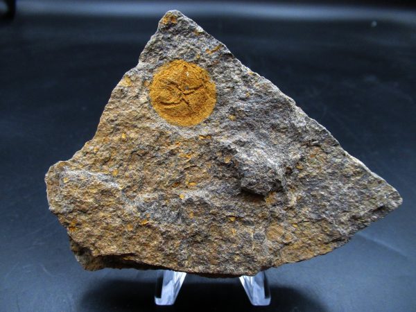 Edrioasteroid North Africa Echinoderm #28