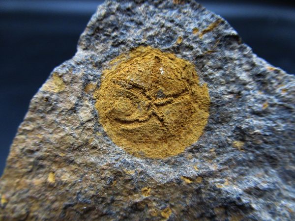 Edrioasteroid North Africa Echinoderm #28 - Image 2